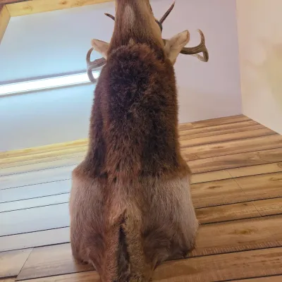 Elk taxidermy shoulder mount - Nice