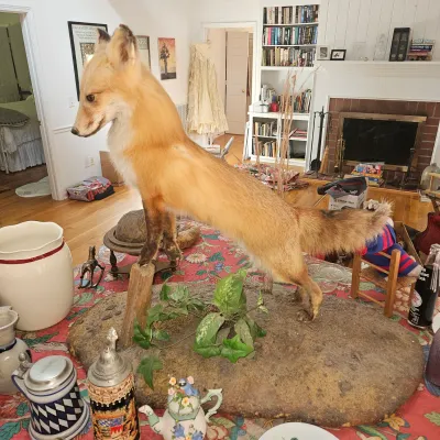 Sale Photo Thumbnail #58: Beautiful Red Fox Mount