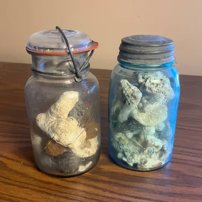 Ld glass mason jars with coral shell and rock collection