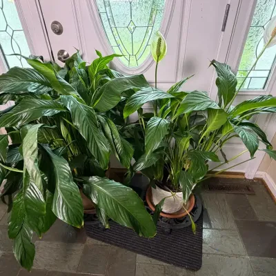Live Plants - Peace Lilies 