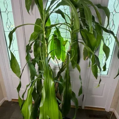 Very Large Live Plant - Dracaena 71” Tall