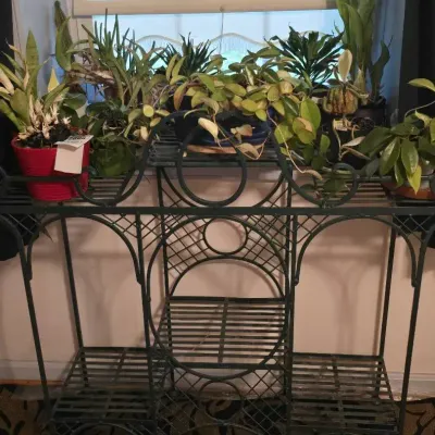 Live Plants - Cactus & House Plants, Plus Plant Rack