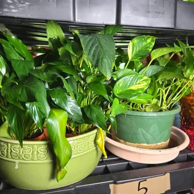 Live Plants - Lot 2