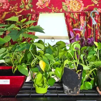 Live Plants - Lot 1
