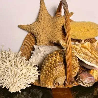 Large Seashells, Starfish, Coral, Sponge, Engraved Hawaii Shell 