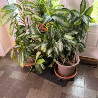 Live Plants - Lot 3