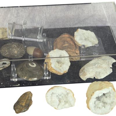 An Assortment of Fossils, Minerals, and Lithic Artifacts with Display Case