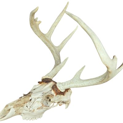 North American White-Tailed Deer European Skull Mount with Non-Typical Antlers