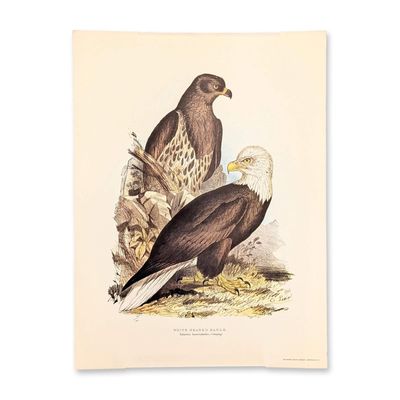 Sale Photo Thumbnail #357: Edward Lear White Headed Eagle Hand-Colored Lithograph