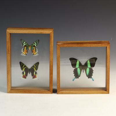 Sale Photo Thumbnail #15: A Pair of Framed Entomological Specimens Including Madagascan Sunset Moths and Peacock Swallowtail