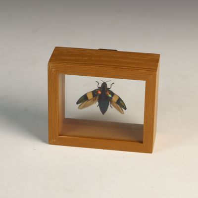 Sale Photo Thumbnail #16: Framed Chrysochroa Toulgoeti Jewel Beetle Specimen from Malaysia