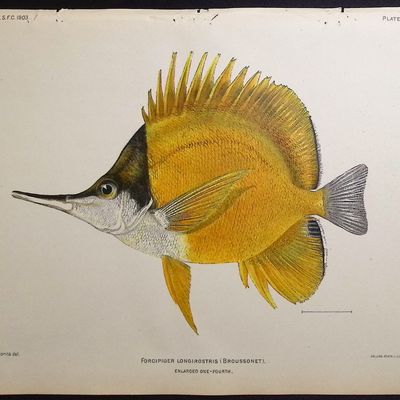 Sale Photo Thumbnail #17: Bien, Hawaii - Longnose Butterflyfish [Forcipiger Longirostris]