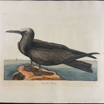 Sale Photo Thumbnail #106: Catesby, Folio - Noddy. 1-88