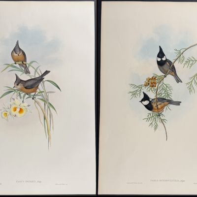 Sale Photo Thumbnail #101: Gould, Asia - 4 Tit Lithographs