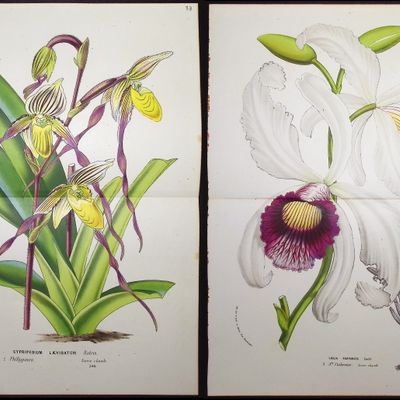 Sale Photo Thumbnail #84: Van Houtte - 5 Orchid Prints
