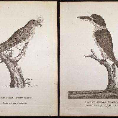 Sale Photo Thumbnail #4: Philip, Australia - 4 Bird Engravings