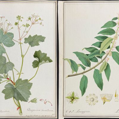 Sale Photo Thumbnail #92: 6 Original Botanical Watercolors (according to Linnaeus system)
