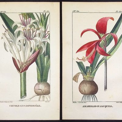 Sale Photo Thumbnail #87: Descourtilz - 3 Sea Daffodil & Amaryllis Engravings