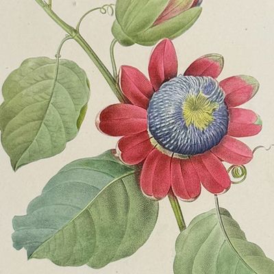Sale Photo Thumbnail #122: Redoute, Choix, Rare Folio - Winged-stem Passion Flower [Passiflora Alata]