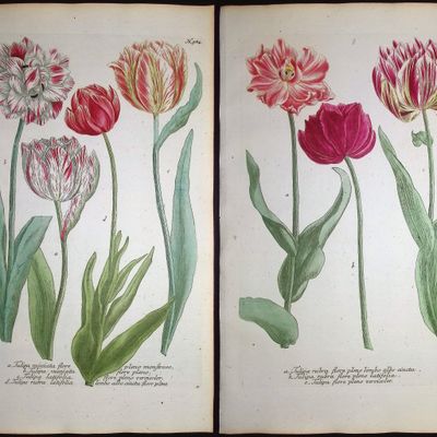 Sale Photo Thumbnail #115: Weinmann - 4 Tulip Engravings