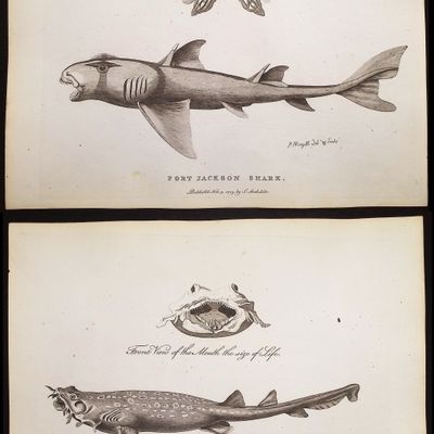 Sale Photo Thumbnail #3: Philip, Australia - 3 Fish or Shark Engravings