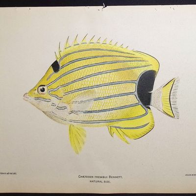 Sale Photo Thumbnail #20: Bien, Hawaii - Bluestripe Butterflyfish [Chaetodon Fremblii]