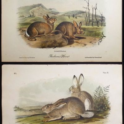 Sale Photo Thumbnail #95: Audubon - 4 Hare Lithographs
