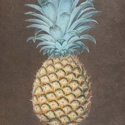 Sale Photo Thumbnail #125: Brookshaw, Folio - Pineapple [Black Jamaica Pine]