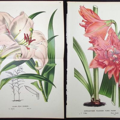 Sale Photo Thumbnail #83: Van Houtte - 5 Lily Prints