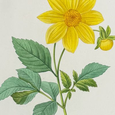 Sale Photo Thumbnail #121: Redoute, Choix - Dahlia [Dalhia simplex]
