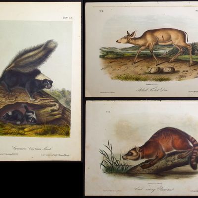 Sale Photo Thumbnail #96: Audubon - 5 Quadruped Lithographs: Skunk, Marten, Deer, Fox
