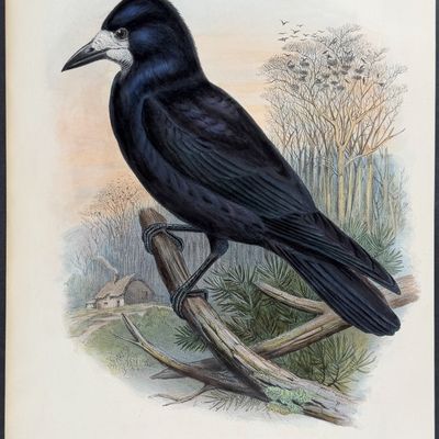 Sale Photo Thumbnail #99: Gould, Great Britain - Rook