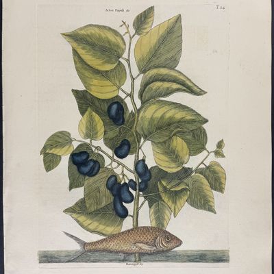 Sale Photo Thumbnail #108: Catesby, Folio - Pilchard with Ti-Ti. 2-24