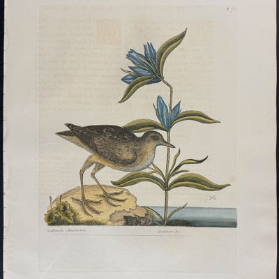 Sale Photo Thumbnail #105: Catesby, Folio - Soree. 1-70