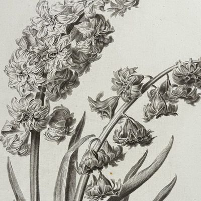 Sale Photo Thumbnail #116: Spaendonck - Hyacinth