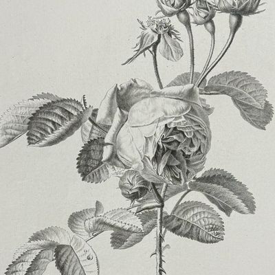 Sale Photo Thumbnail #117: Spaendonck - Rose