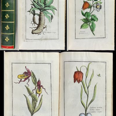 Sale Photo Thumbnail #111: Garidel's Histoire des plantes - Volume with 100 Hand-colored Botanical Engravings