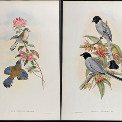 Sale Photo Thumbnail #103: Gould, Asia - Pair of Bird Lithographs