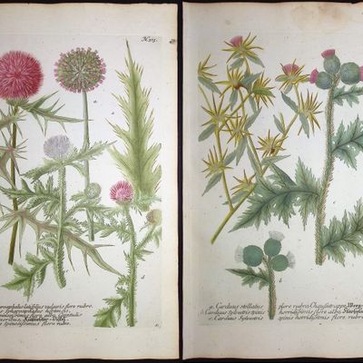Sale Photo Thumbnail #114: Weinmann - 4 Thistle Engravings