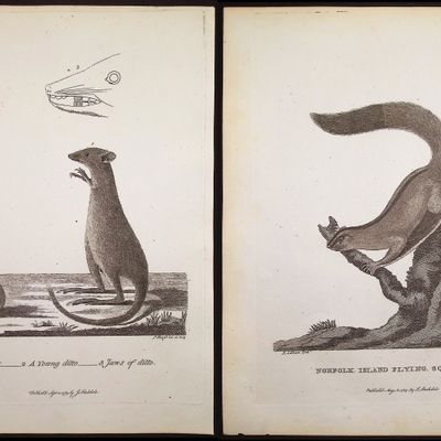 Sale Photo Thumbnail #2: Philip, Australia - 5 Mammal Engravings
