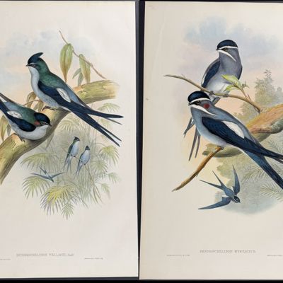 Sale Photo Thumbnail #104: Gould, Asia - 4 Tree Swift Lithographs