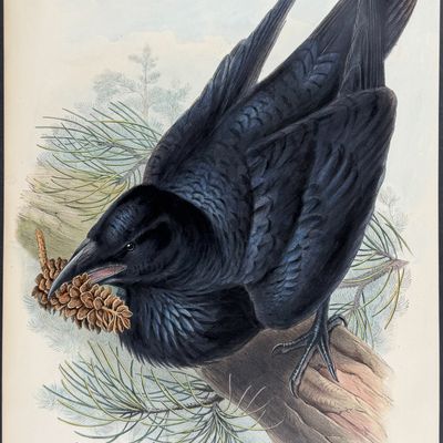 Sale Photo Thumbnail #100: Gould, Great Britain - Raven