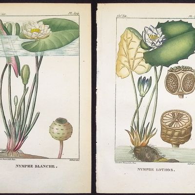 Sale Photo Thumbnail #86: Descourtilz - Pair of Water Lily Engravings