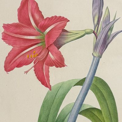 Sale Photo Thumbnail #123: Redoute, Choix, Rare Folio - Brazilian Amaryllis [Amaryllis Bresiliensis]