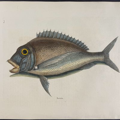 Sale Photo Thumbnail #109: Catesby, Folio - Porgy. 2-16