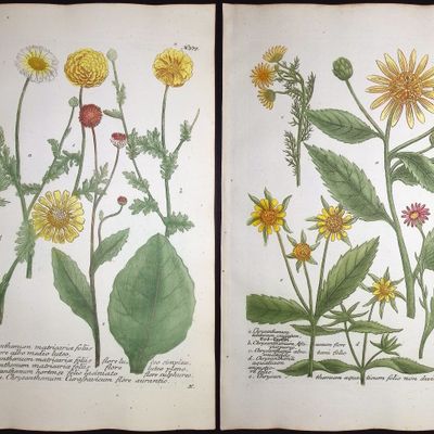 Sale Photo Thumbnail #113: Weinmann - 6 Chrysanthemum Engravings