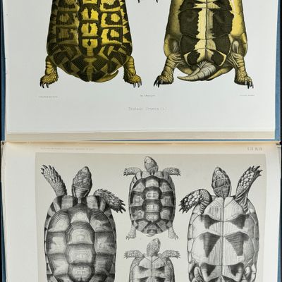 Sale Photo Thumbnail #110: Lortet's Observations sur les Tortues Terrestres - Volume with 8 Lithographs