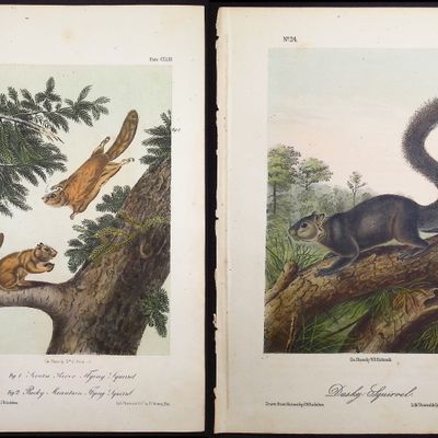 Sale Photo Thumbnail #94: Audubon - 3 Squirrel Lithographs
