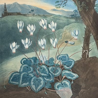 Sale Photo Thumbnail #124: Thornton, Folio - The Persian Cyclamen
