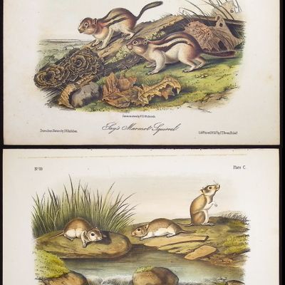 Sale Photo Thumbnail #93: Audubon - 5 Quadruped Lithographs: Squirrel, Mouse, Hare, Spermophile